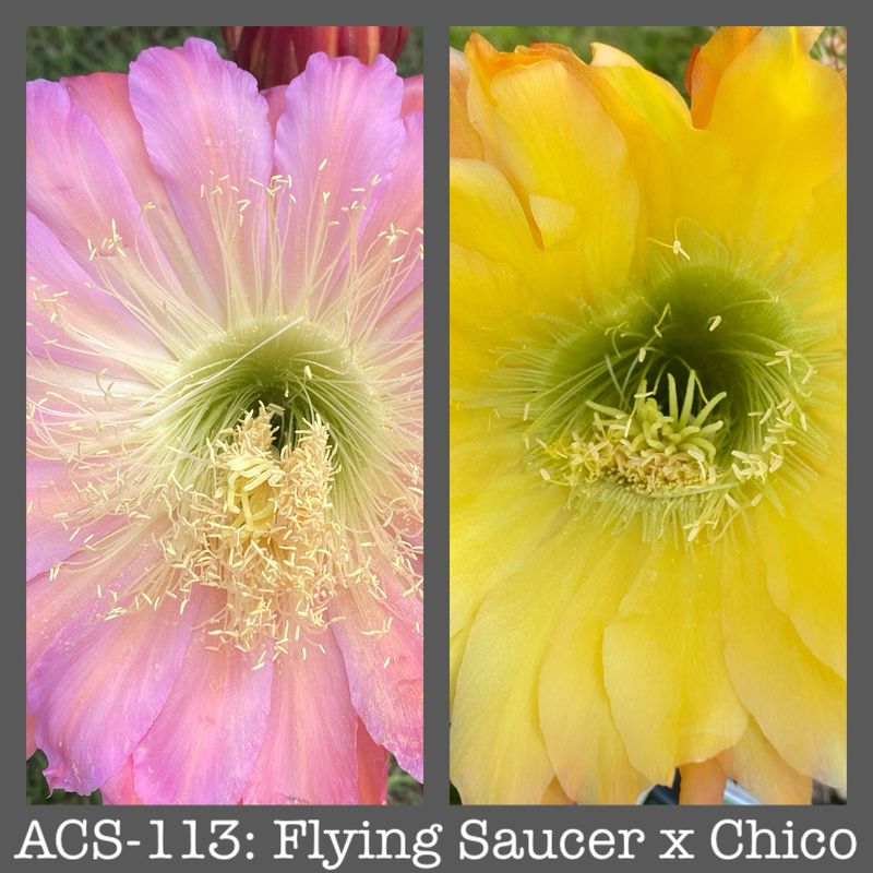 ACS-113: Flying Saucer x Chico