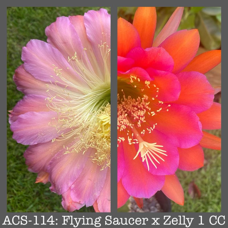 ACS-114: Flying Saucer x Zelly 1 CC