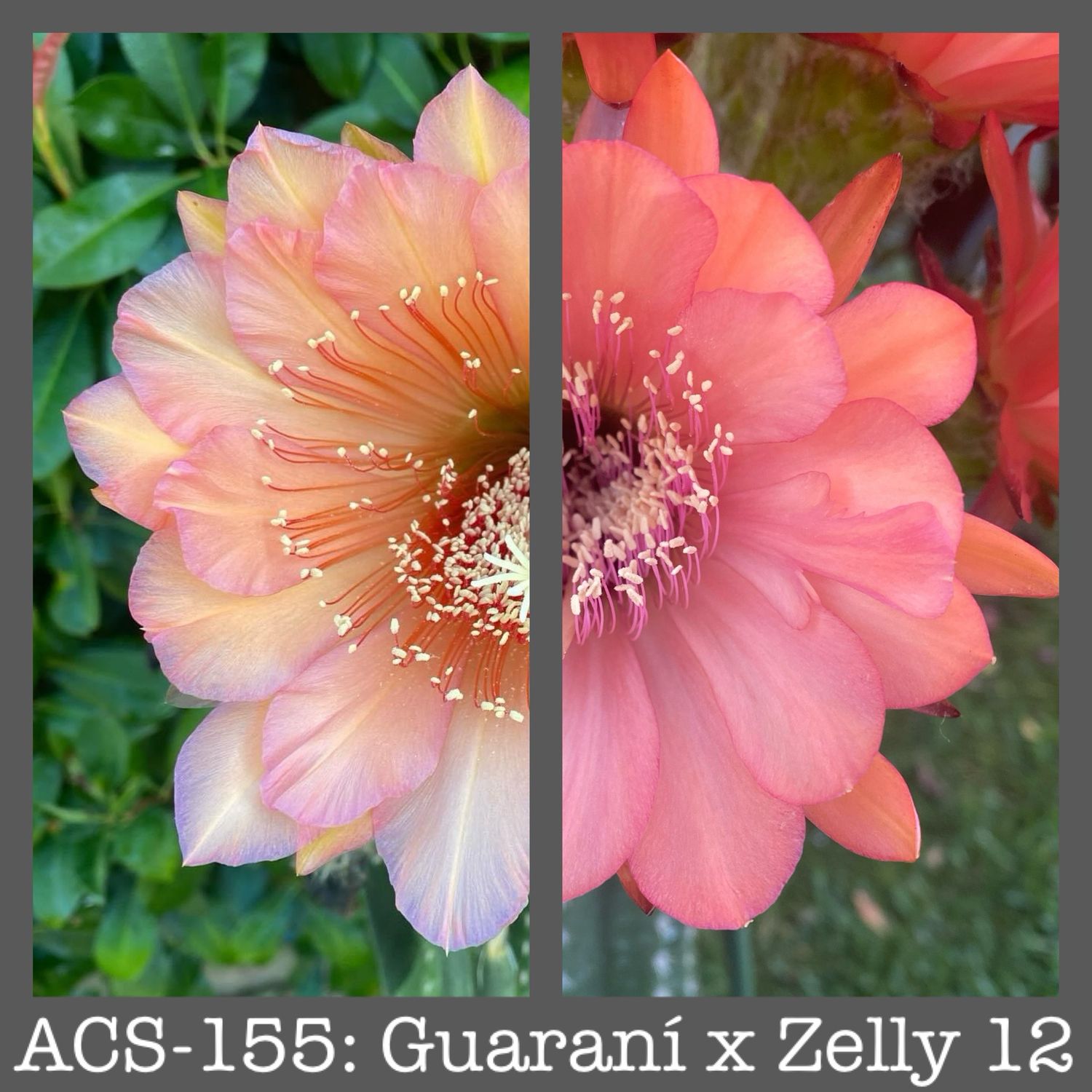 ACS-155: Guaraní x Zelly 12