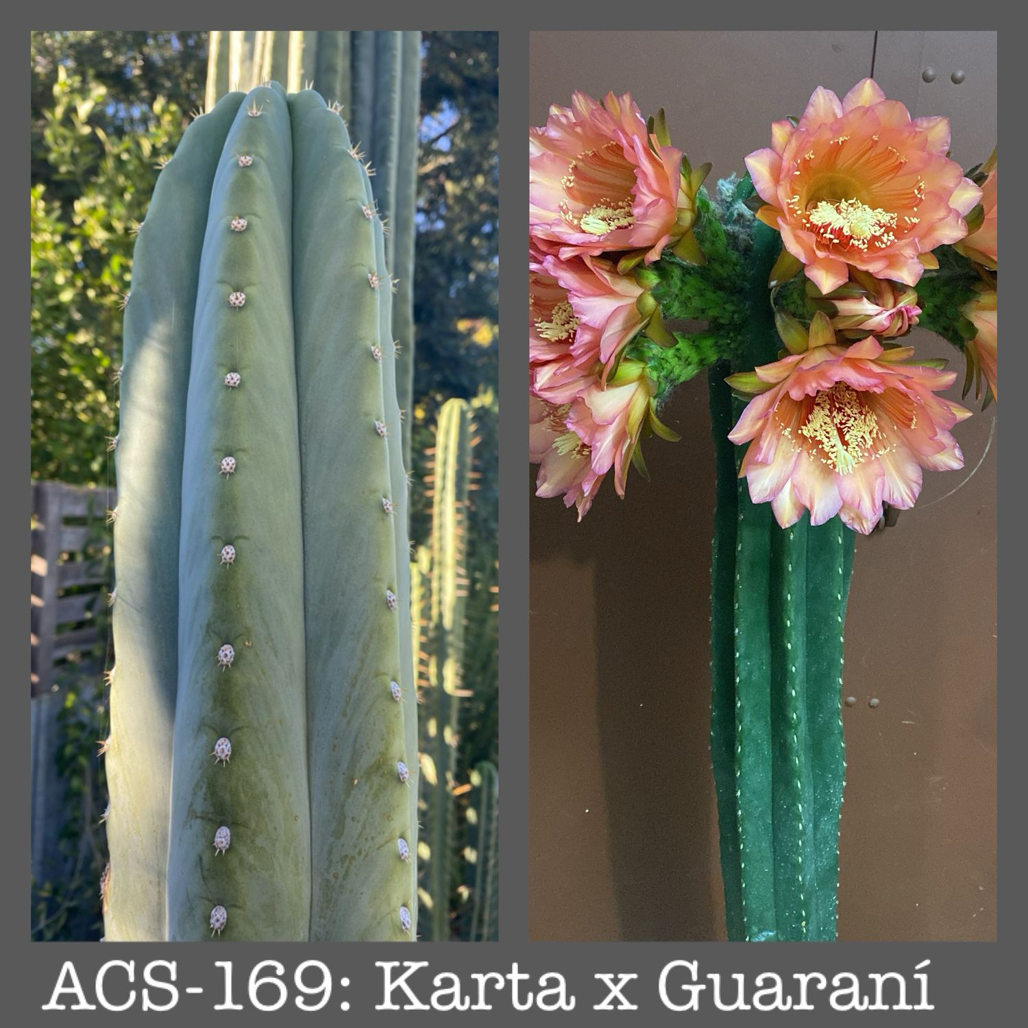 ACS-169: Karta x Guaraní