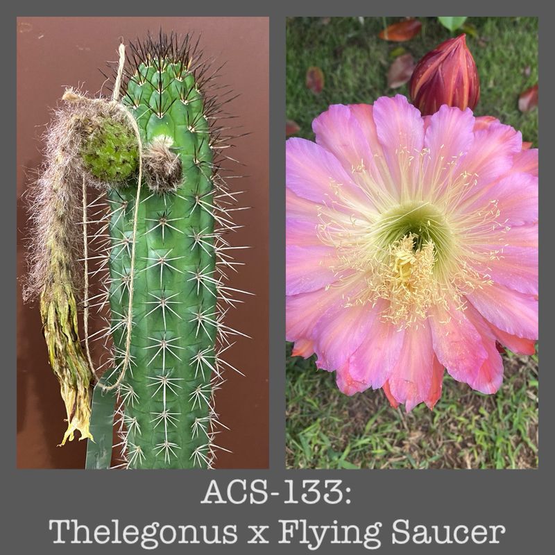 ACS-133: Trichocereus Thelegonus x Flying Saucer
