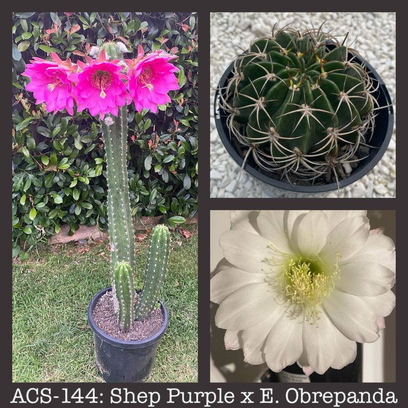 ACS-144: Shep Purple x Echinopsis Obrepanda