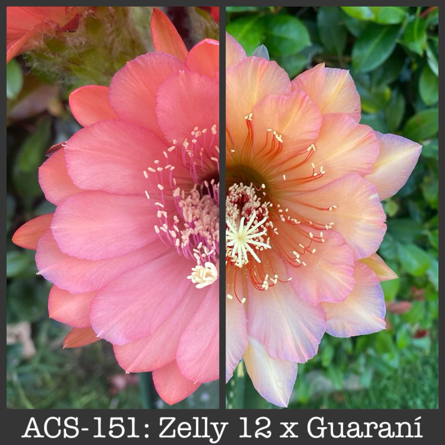 ACS-151: Zelly 12 x Guaraní