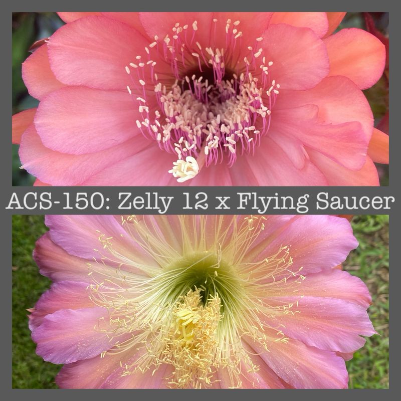 ACS-150: Zelly 12 X Flying Saucer