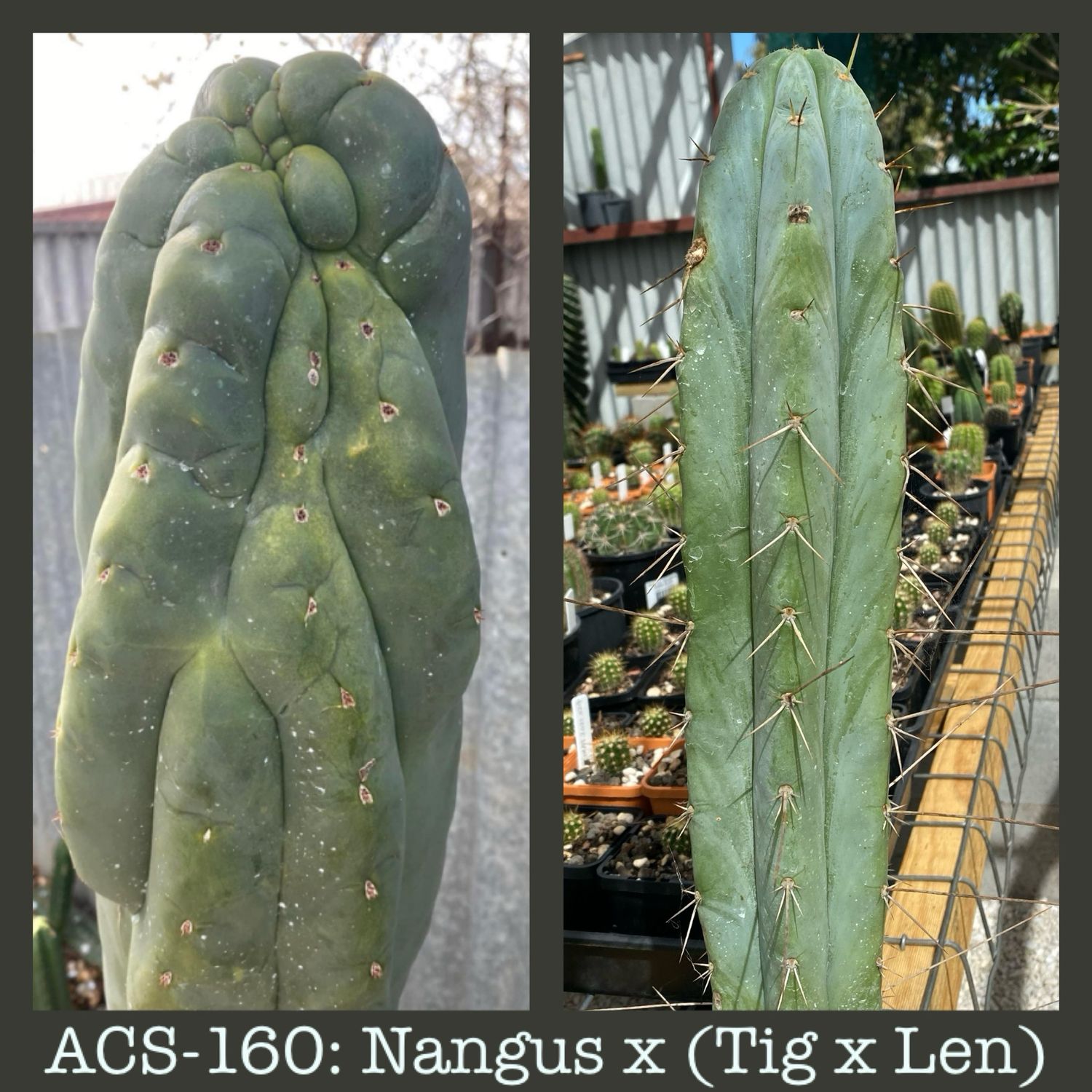 ACS-160: Nangus x (Tig x Len)
