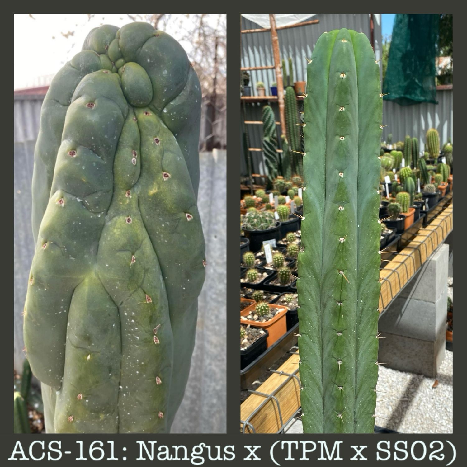ACS-161: Nangus x (TPM X SS02)