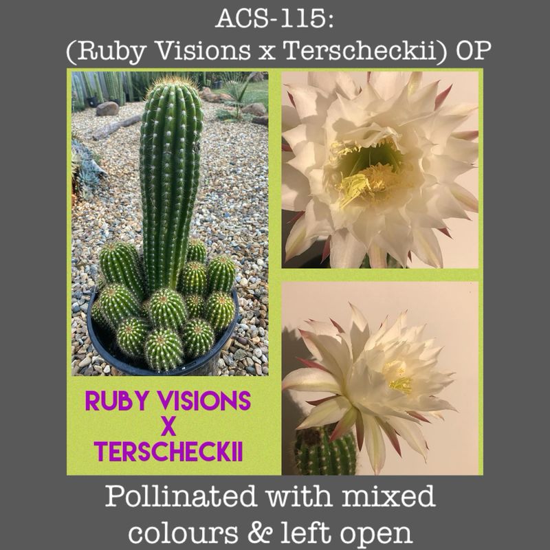 ACS-115: (Ruby Visions x Terscheckii) Open Pollinated