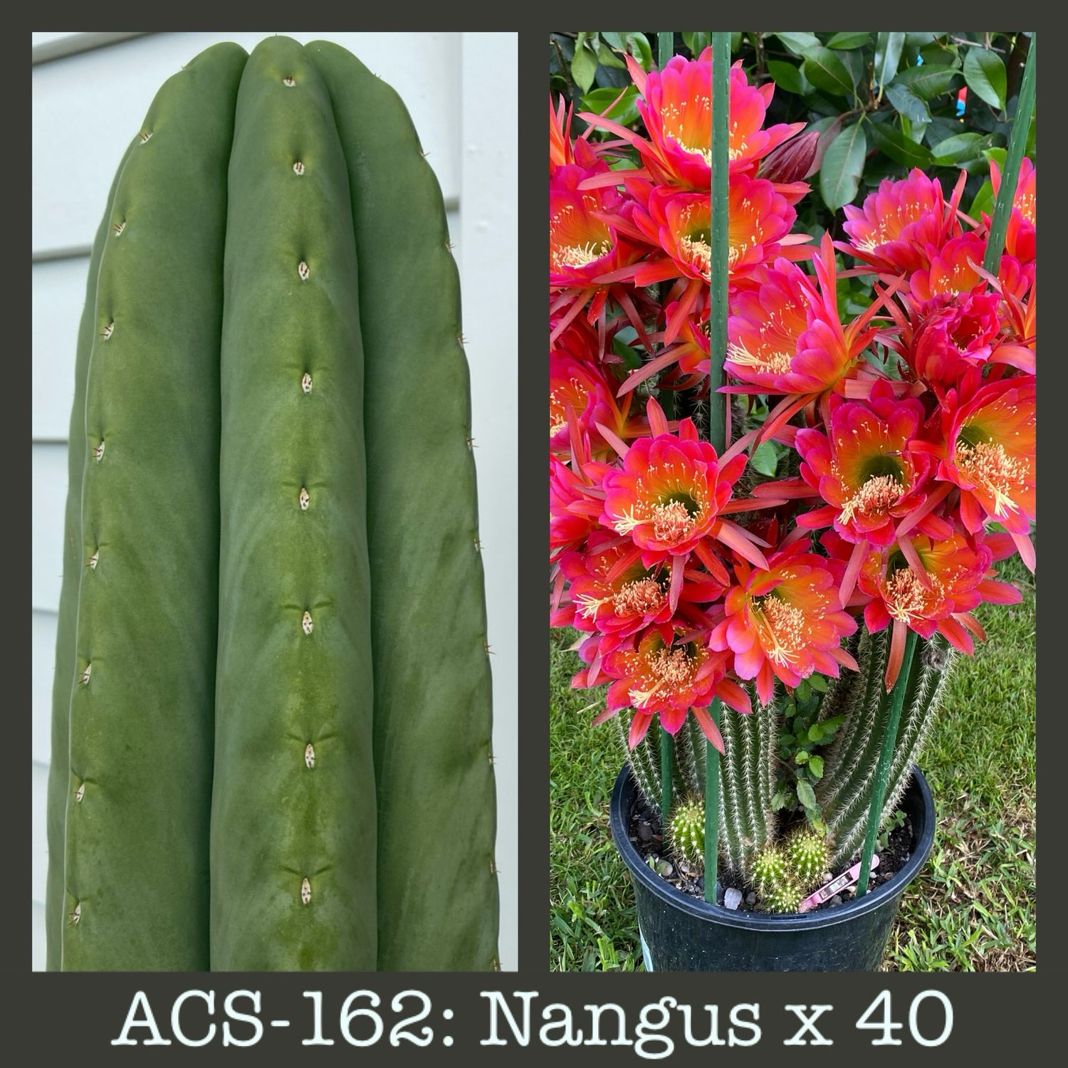 ACS-162: Nangus x 40
