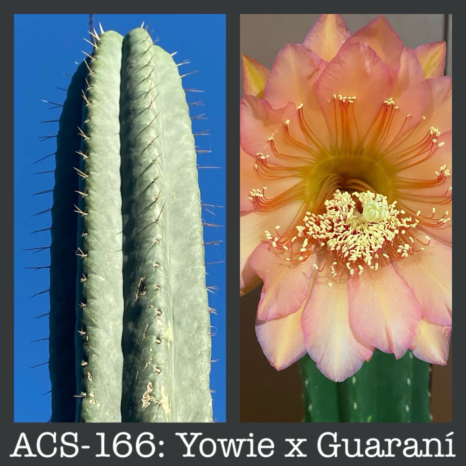 ACS-166: Yowie x Guaraní