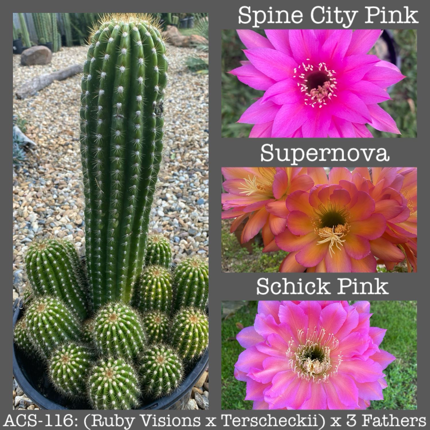 ACS-116: (Ruby Visions x Terscheckii) x 3 Fathers