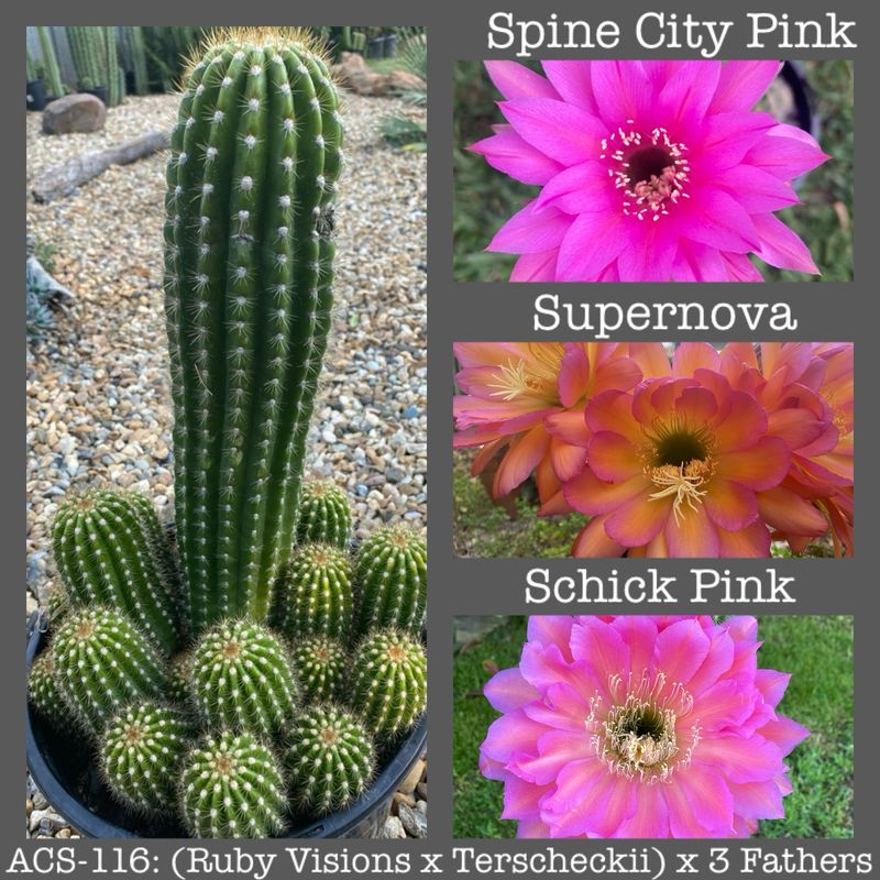 ACS-116: (Ruby Visions x Terscheckii) x 3 Fathers