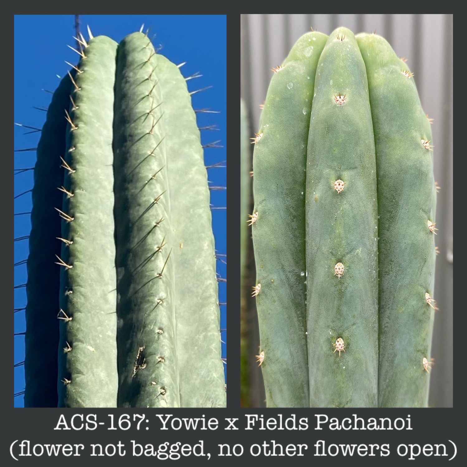 ACS-167: Yowie x Fields Pachanoi (see description)