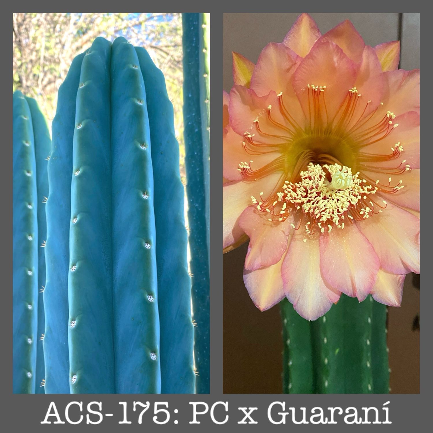 ACS-175: PC Pachanoi x Guaraní
