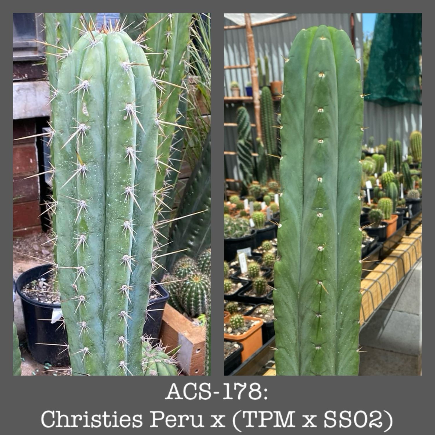 ACS-178: Christie’s Peru x (TPM x SS02)