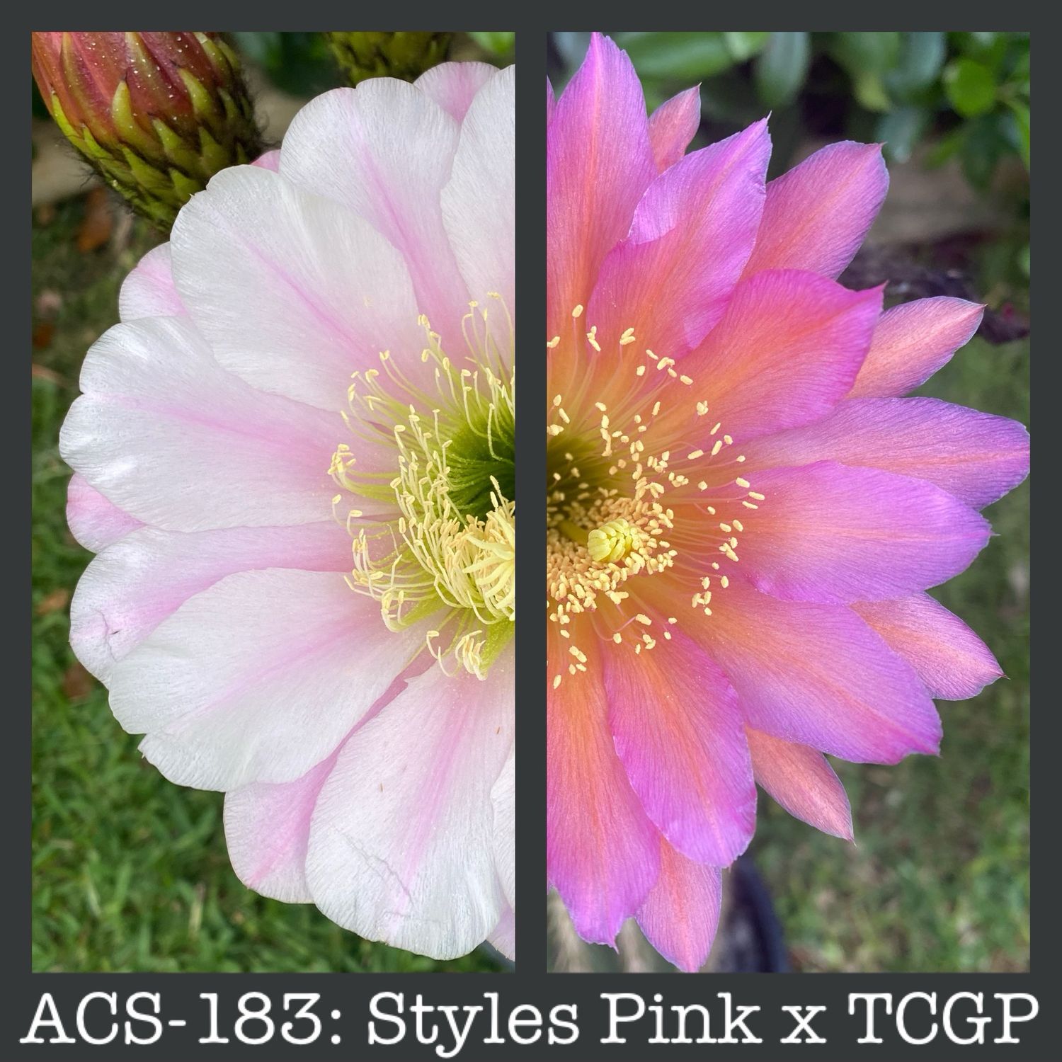 ACS-183: Styles Pink x TCGP