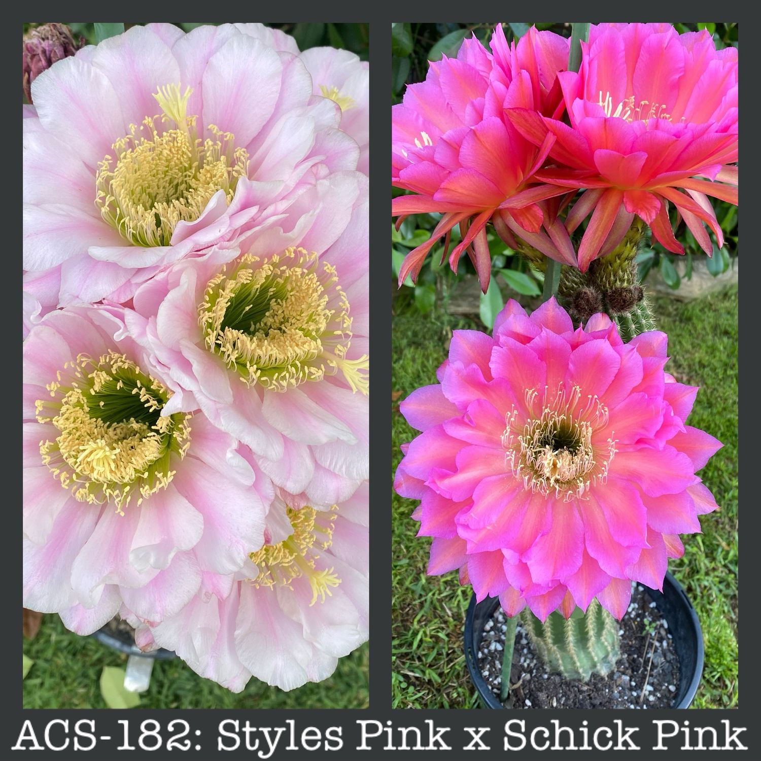 ACS-182: Styles Pink x Schick Pink