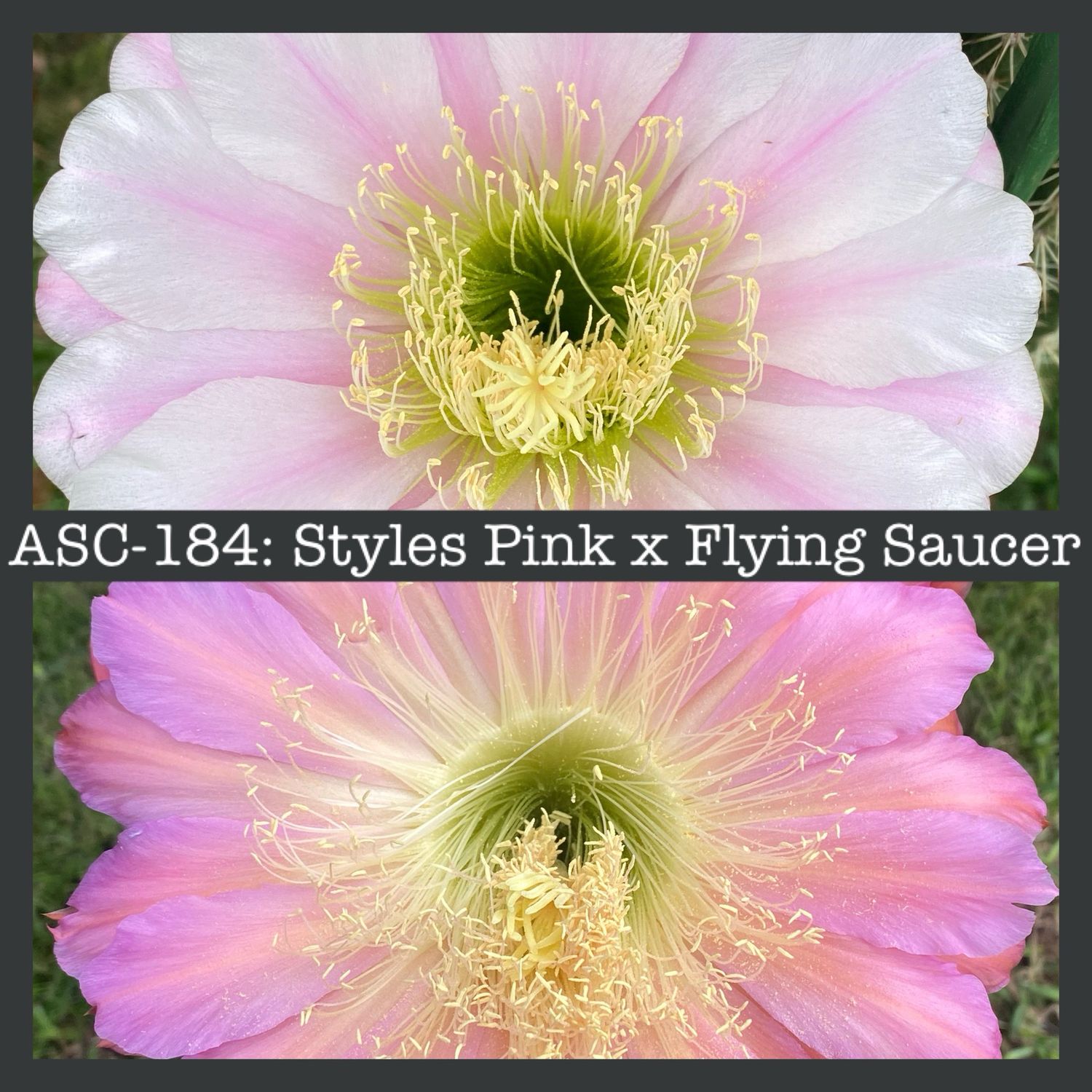 ACS-184: Styles Pink x Flying Saucer