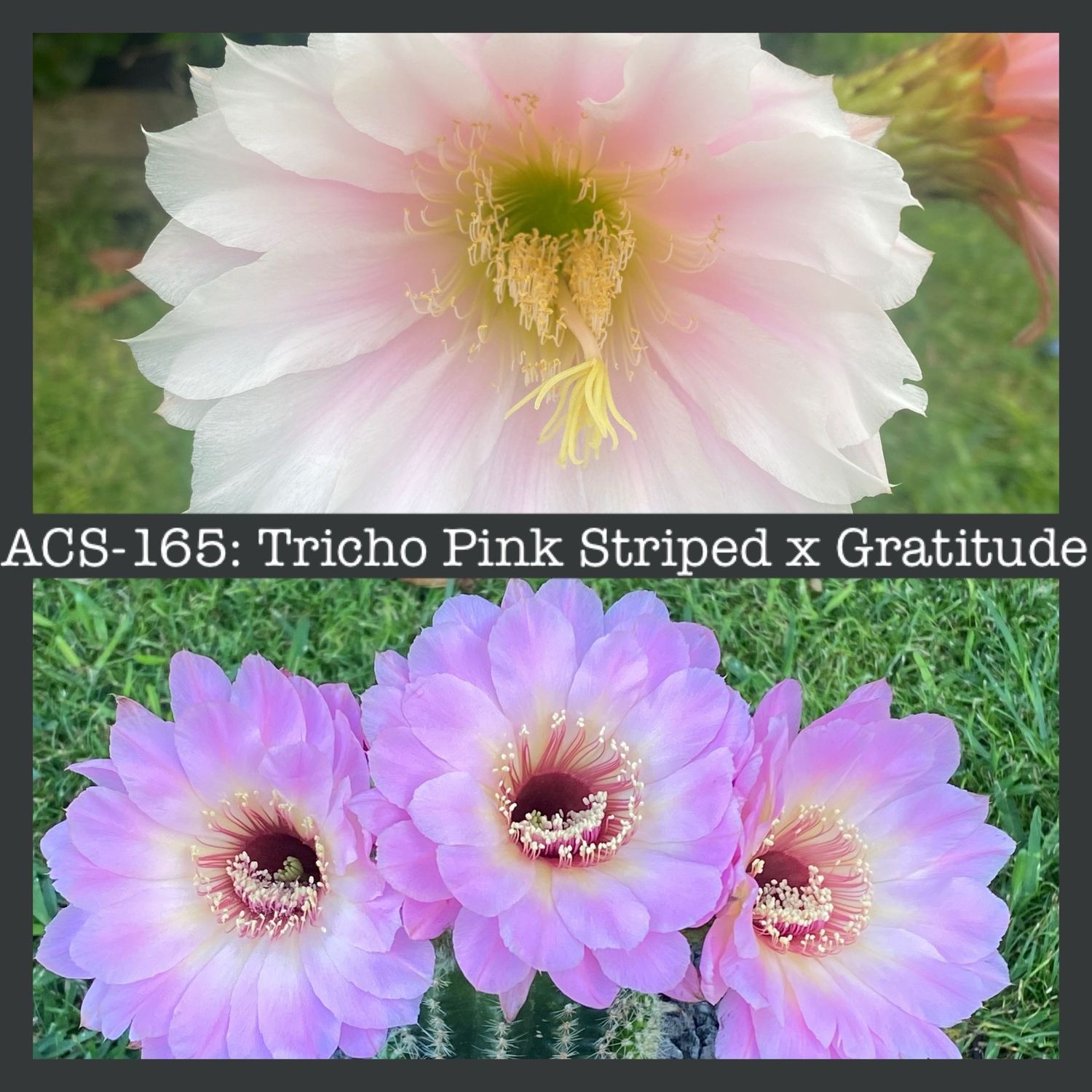ACS-165: Tricho Pink Striped x Gratitude