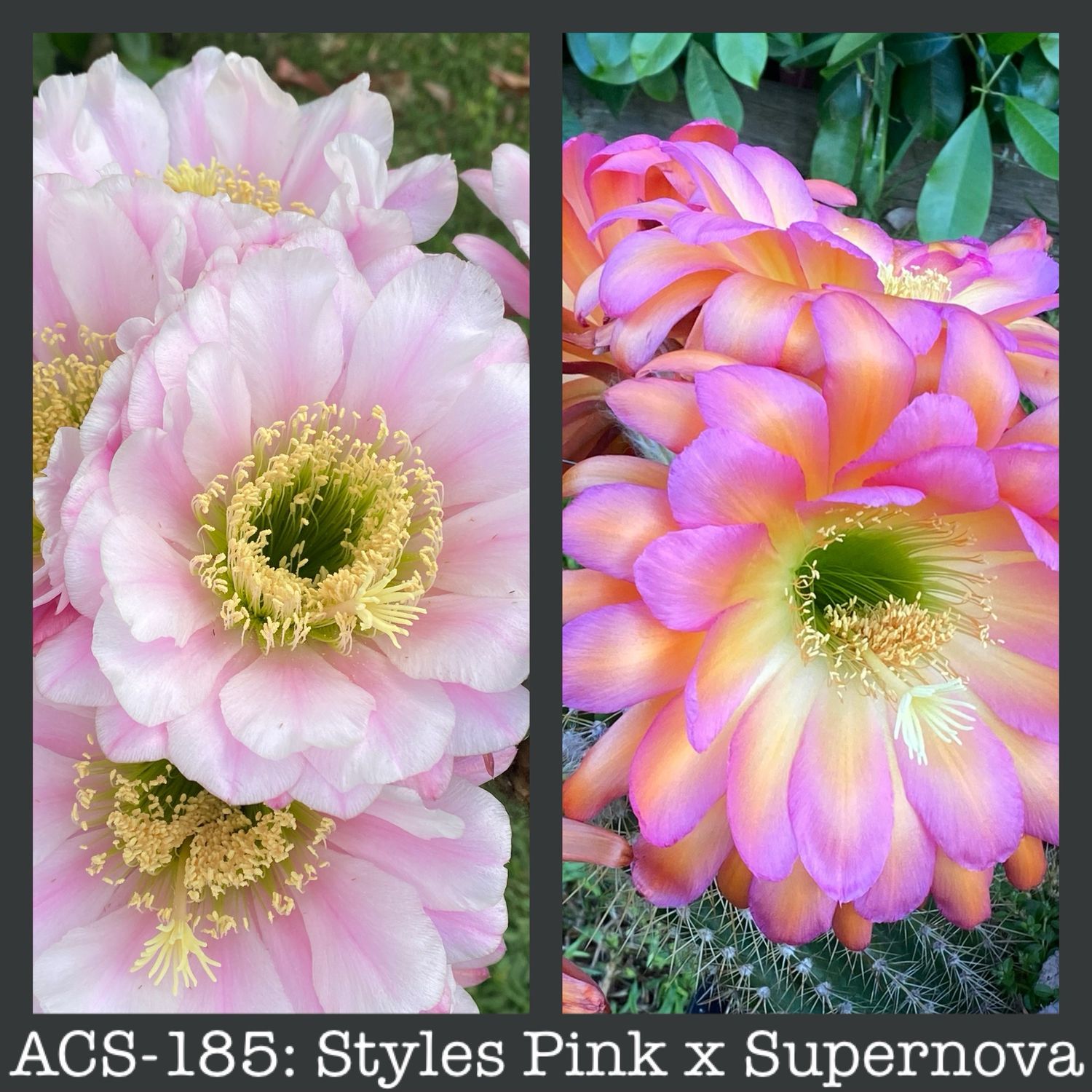 ACS-185: Styles Pink x Supernova