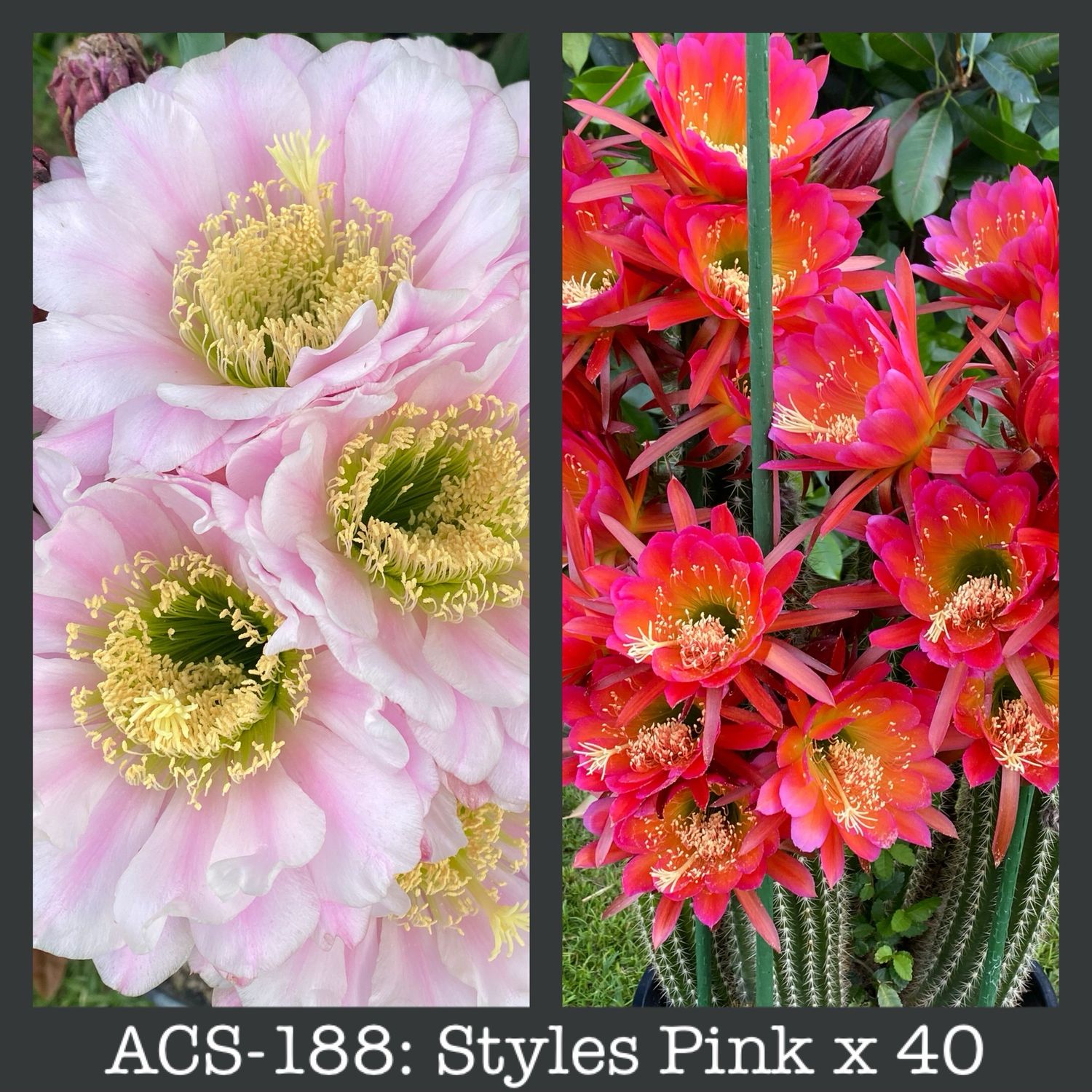 ACS-188: Styles Pink x (Arboicola x VRG) “40”
