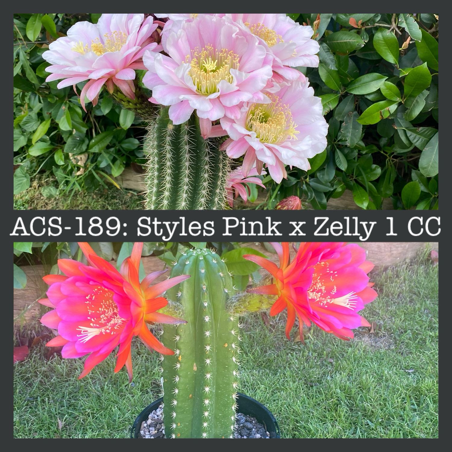 ACS-189: Styles Pink x Zelly 1 CC