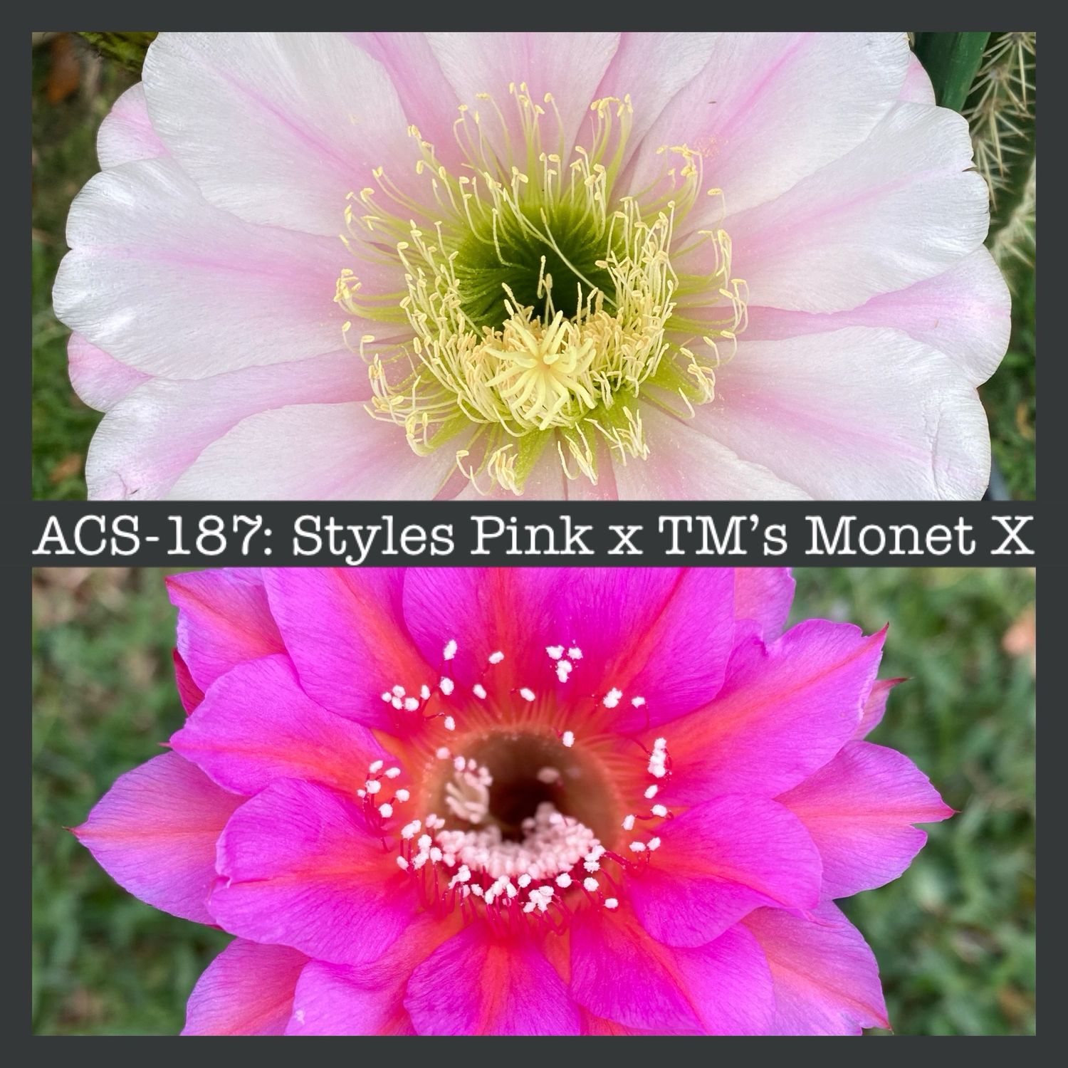 ACS-187: Styles Pink x TM’s Monet X