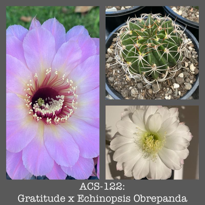 ACS-122: Gratitude x Obrepanda