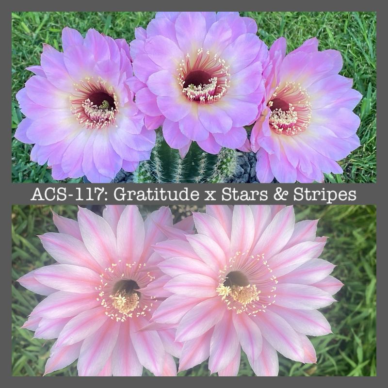 ACS-117: Gratitude x Stars and Stripes