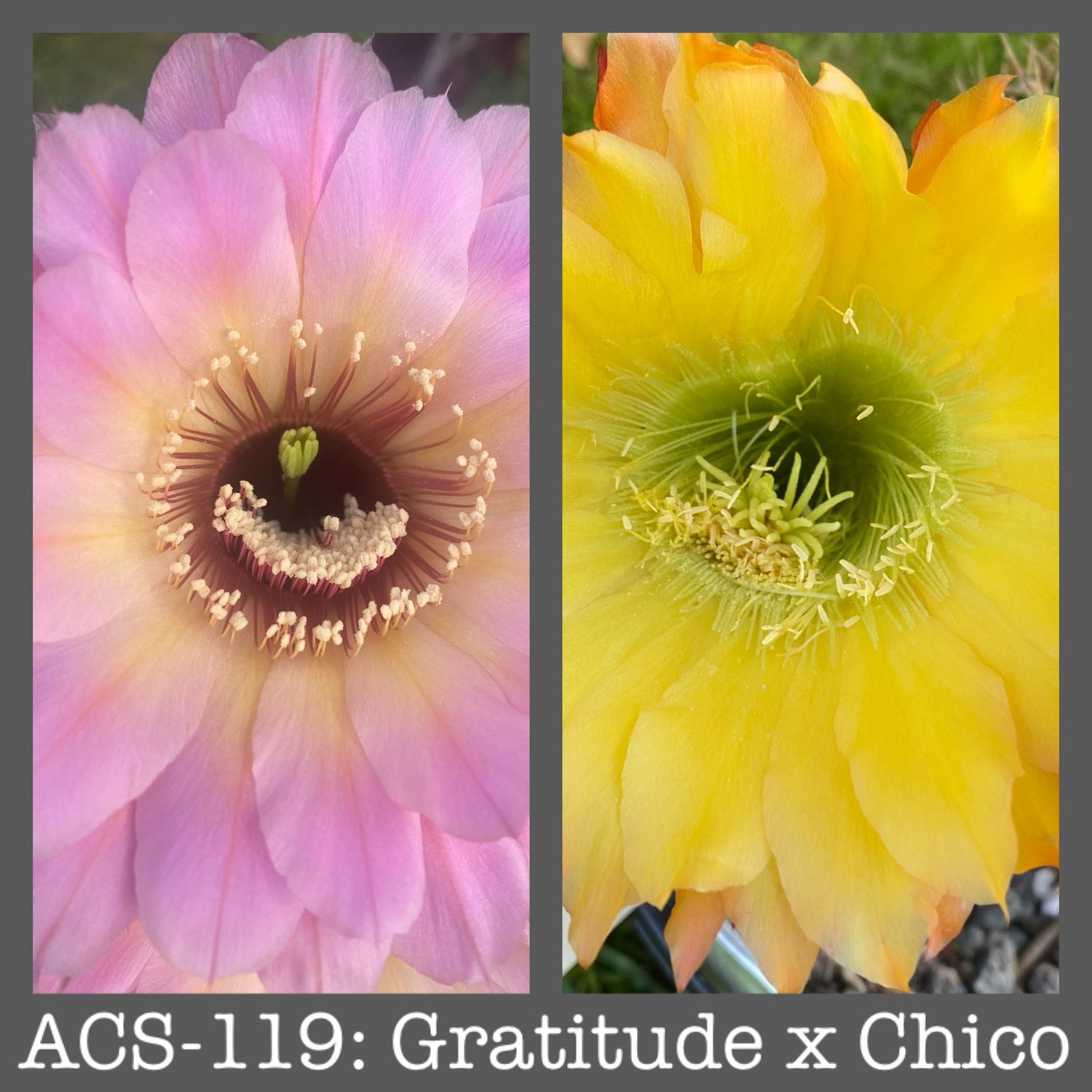 ACS-119: Gratitude x Chico