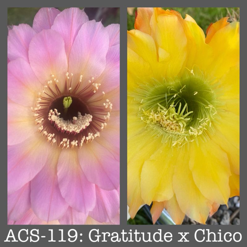 ACS-119: Gratitude x Chico
