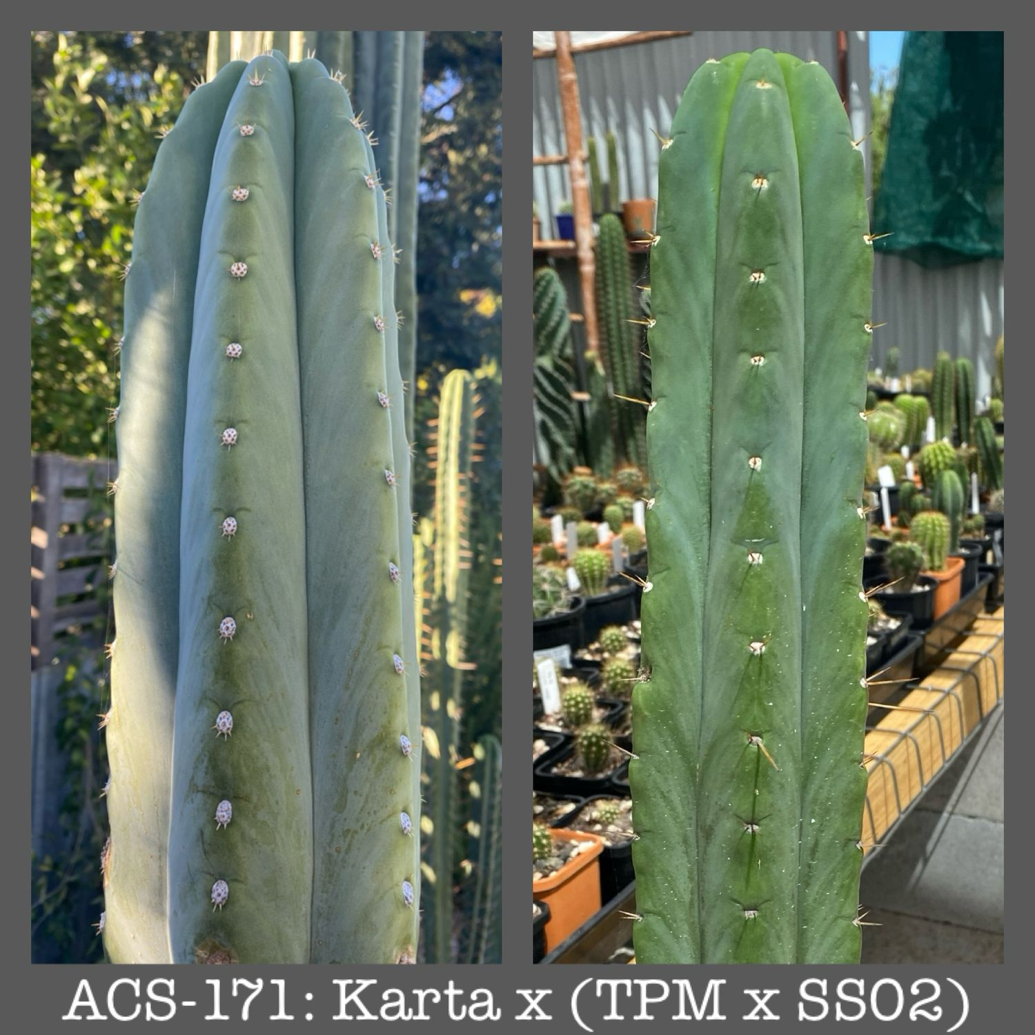 ACS-171: Karta x (TPM x SS02)