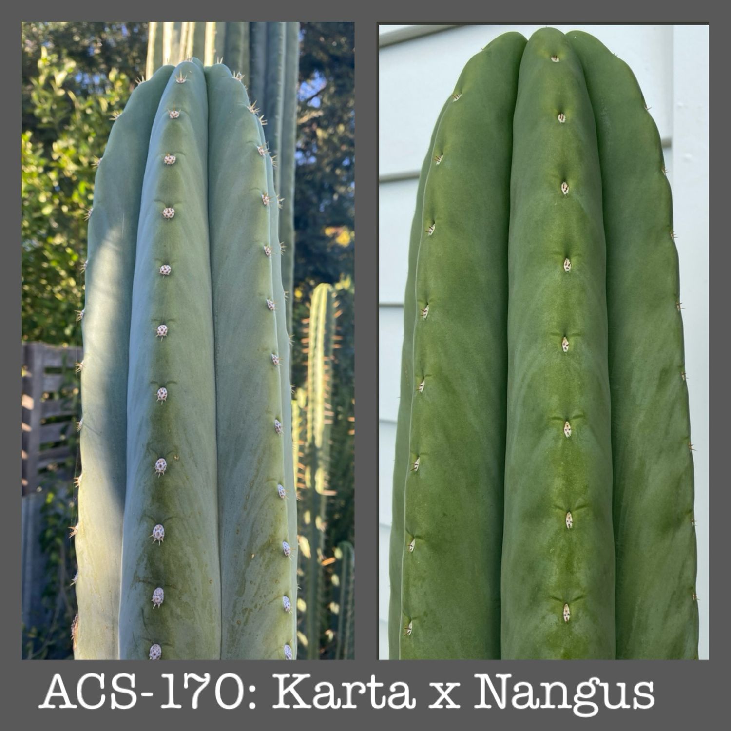 ACS-170: Karta x Nangus