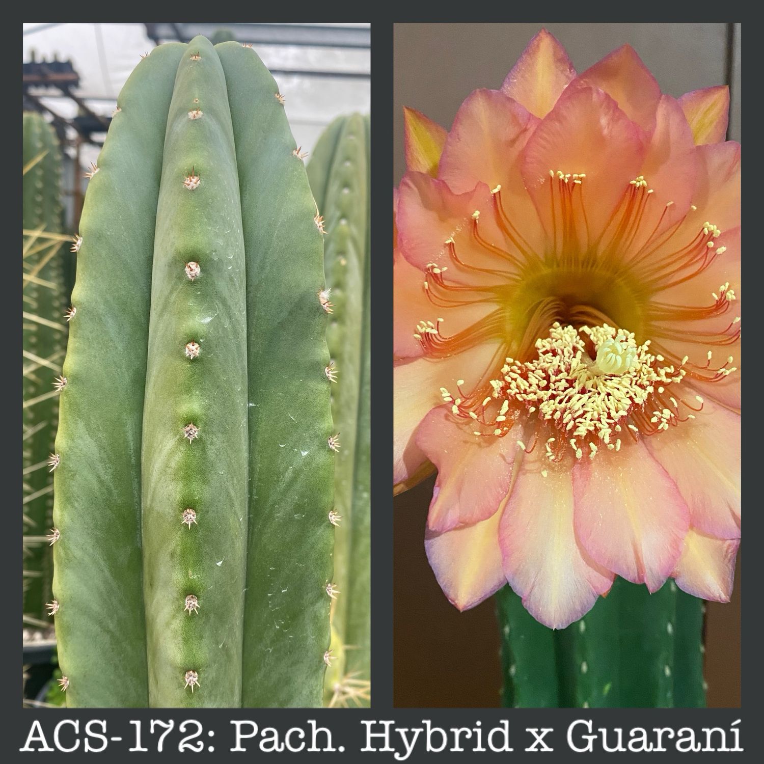 ACS-172: Pachanoi Hybrid x Guaraní