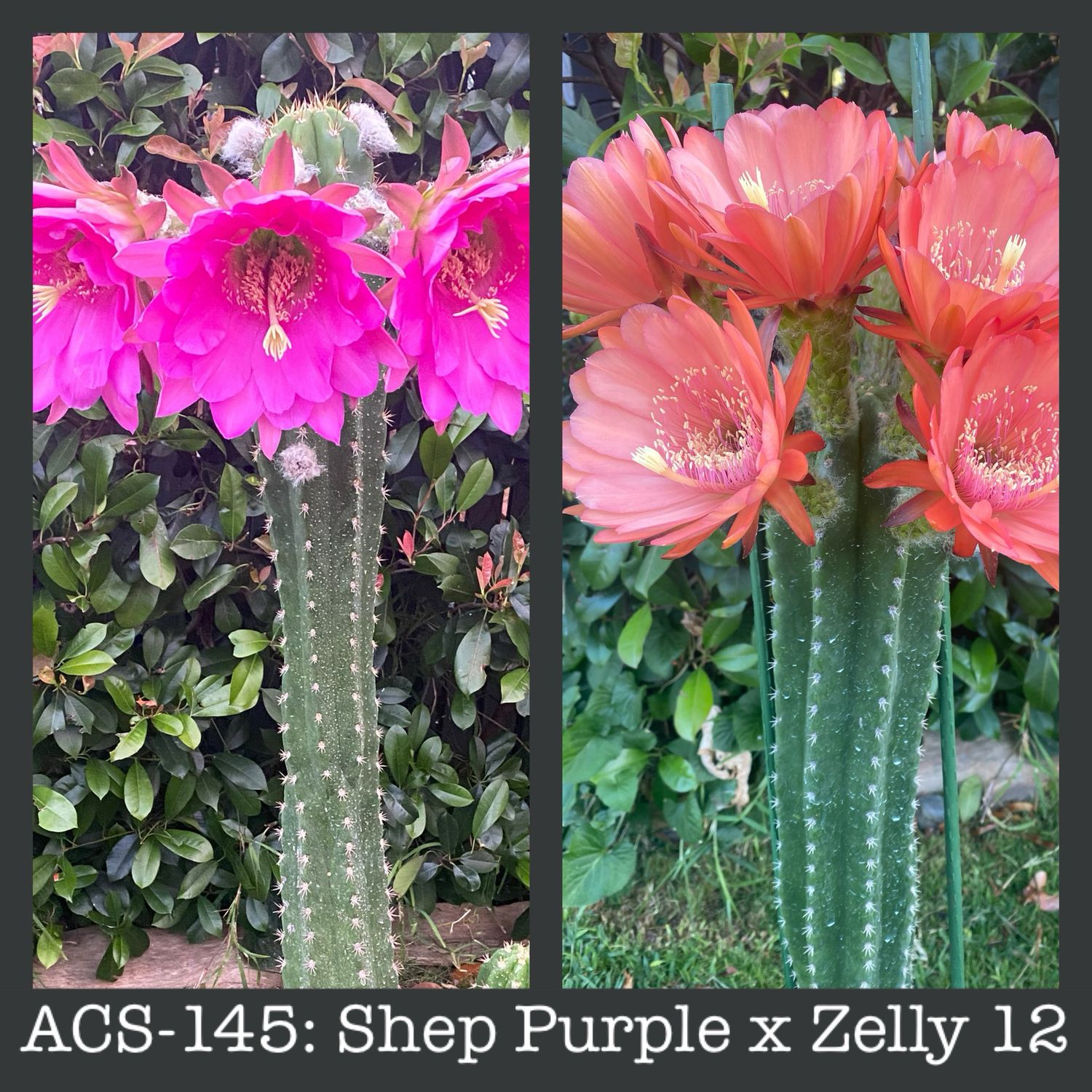 ACS-145: Shep. Purple x Zelly 12