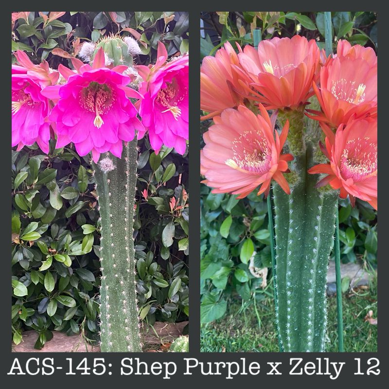 ACS-145: Shep. Purple x Zelly 12