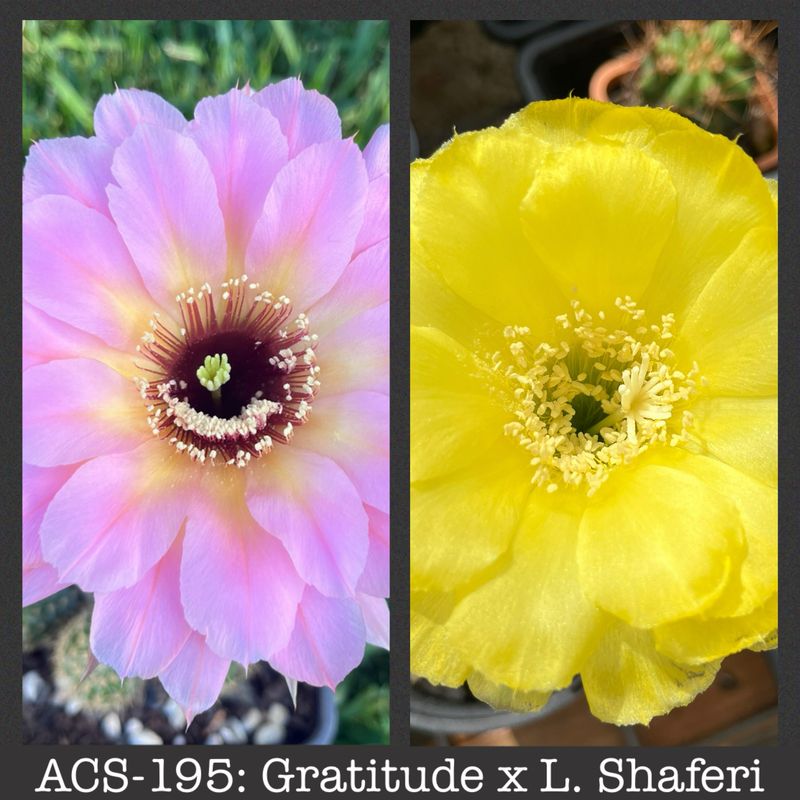 ACS-195: Gratitude x Lobivia Shaferi
