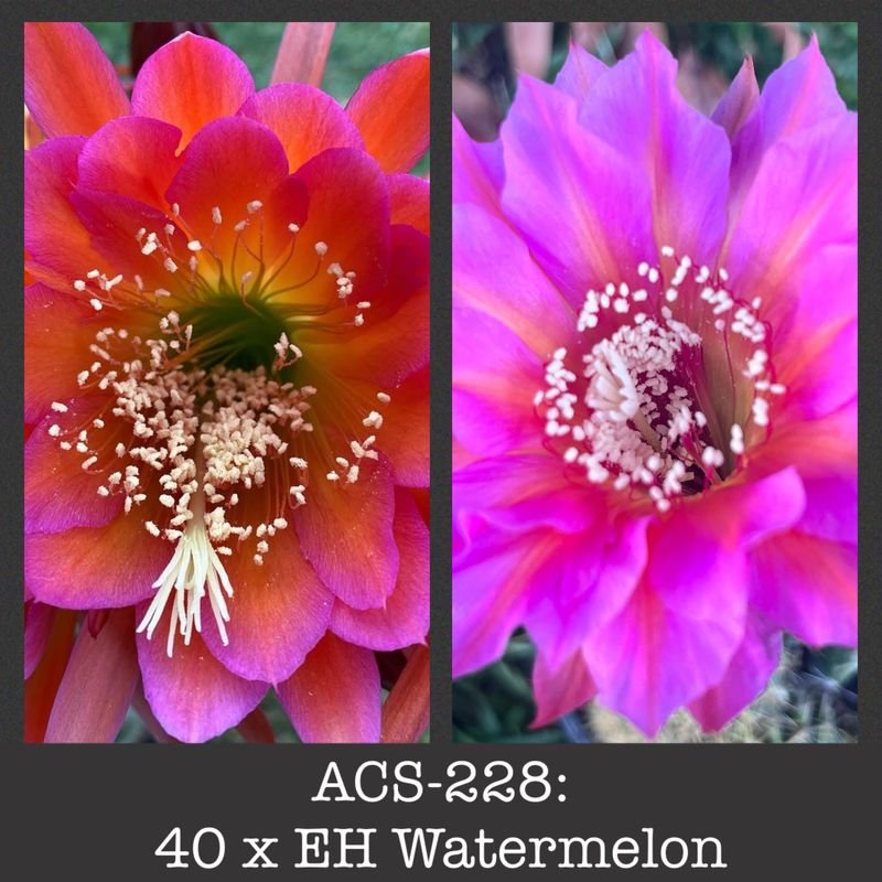 ACS-228: 40 x Watermelon