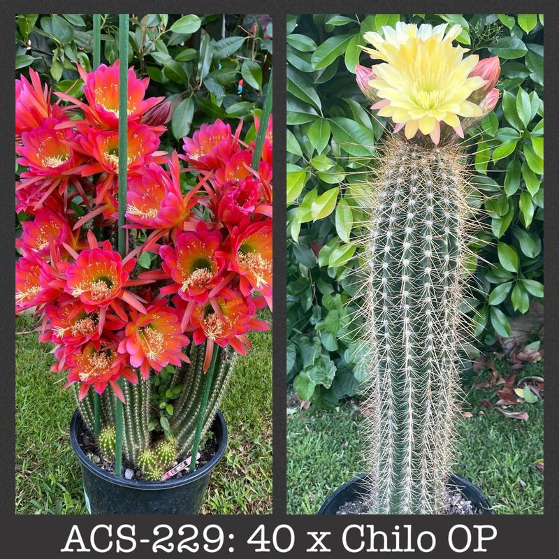 ACS-229: 40 x Chiloensis OP