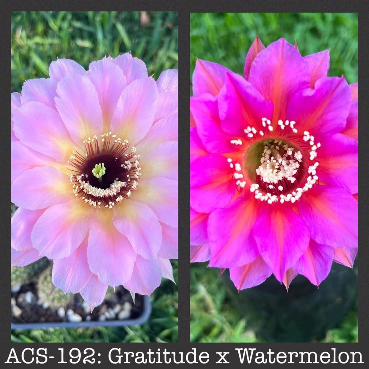 ACS-192: Gratitude x Watermelon