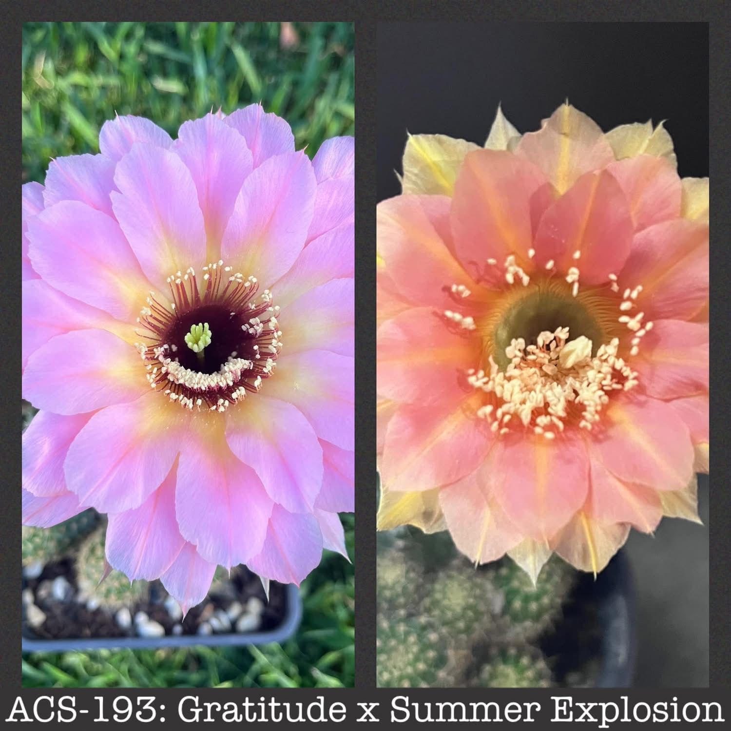 ACS-193: Gratitude x Summer Explosion