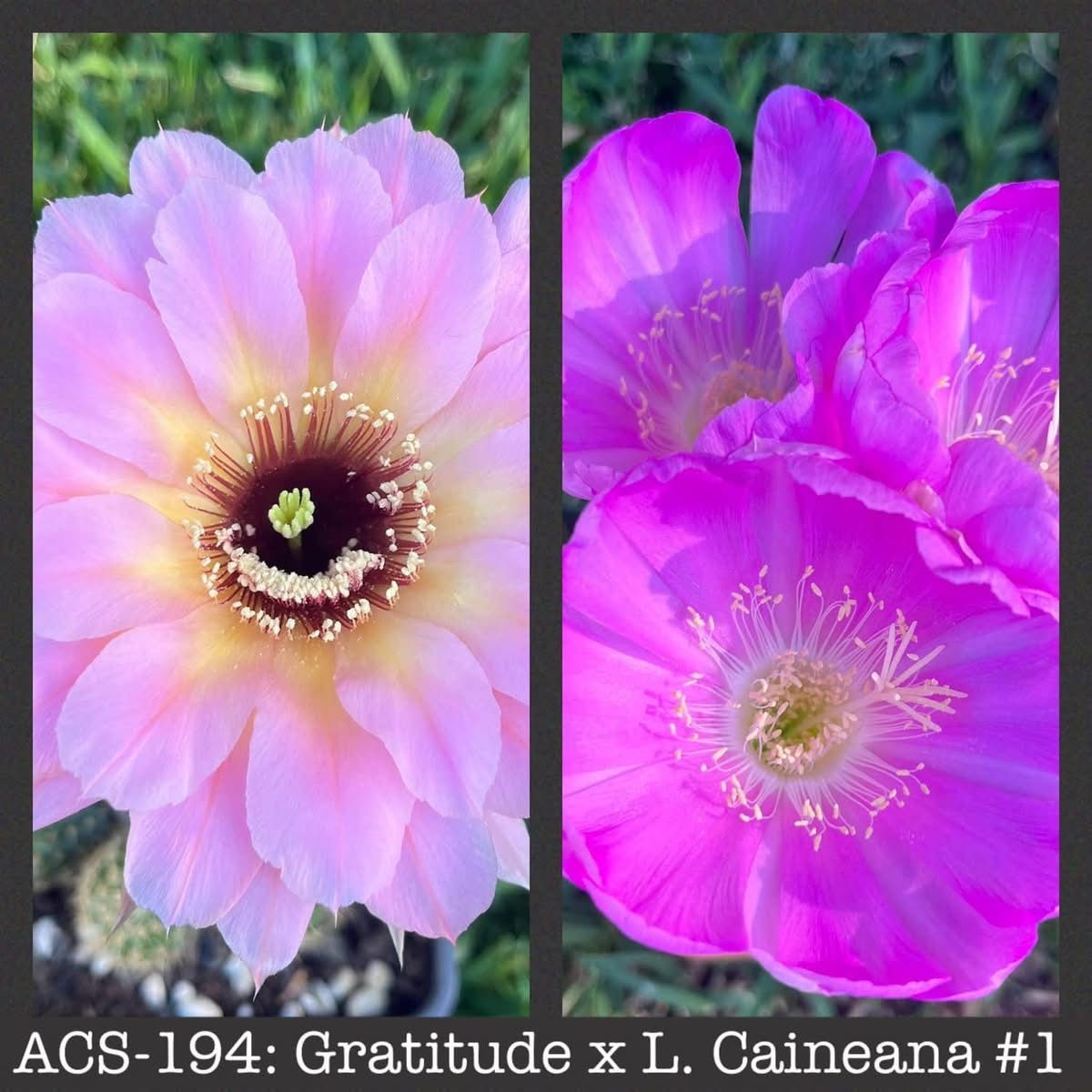 ACS-194: Gratitude x Lobivia Caineana