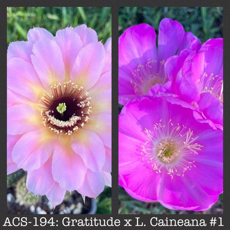 ACS-194: Gratitude x Lobivia Caineana