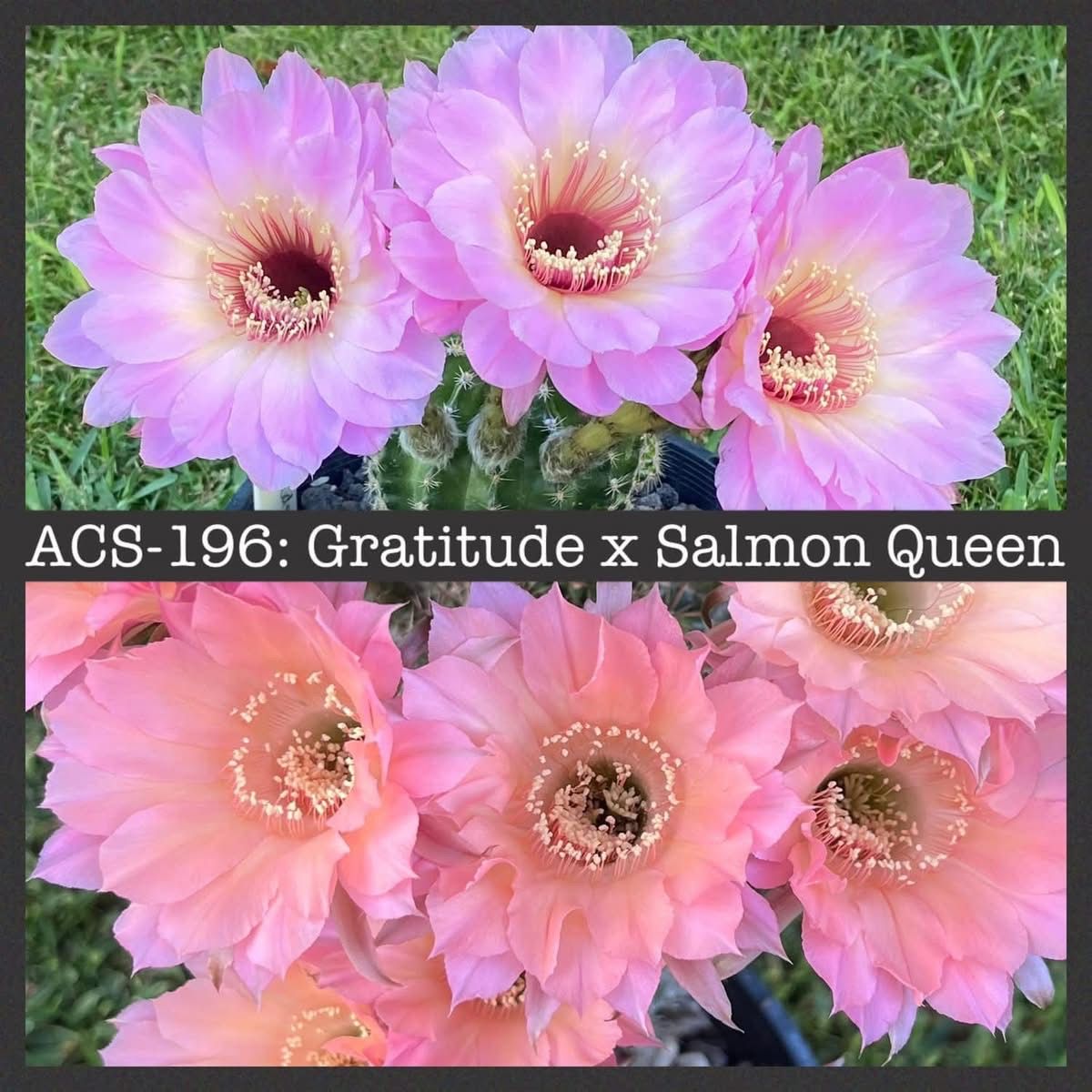 ACS-196: Gratitude x Salmon Queen
