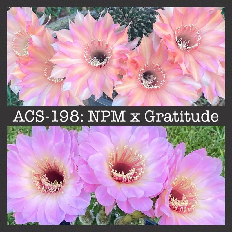 ACS-198: NPM x Gratitude