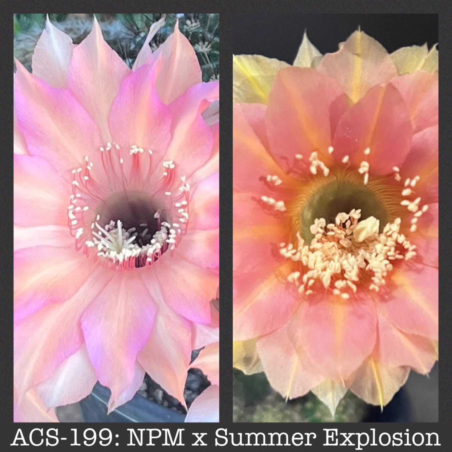 ACS-199: NPM x Summer Explosion