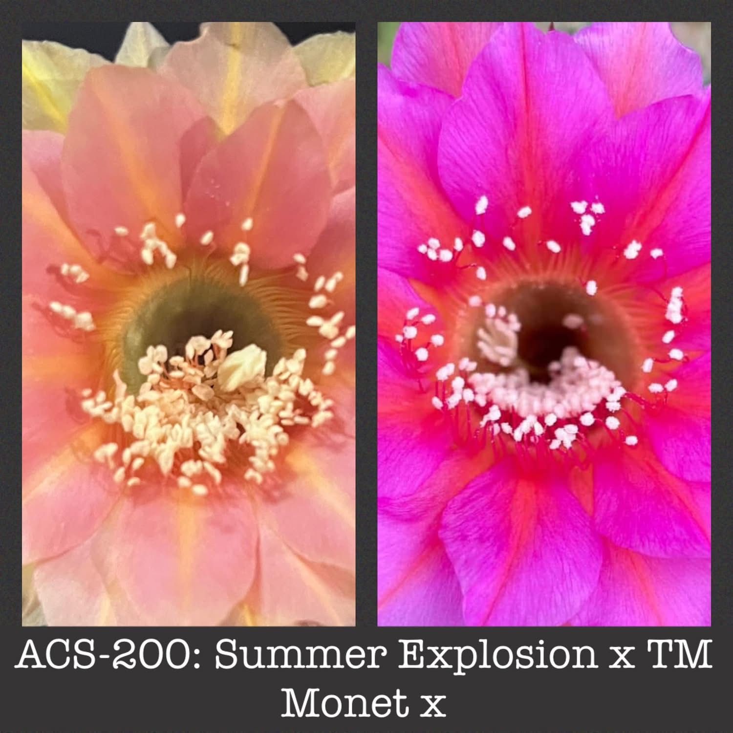 ACS-200: Summer Explosion x TM&#39;s Monet X
