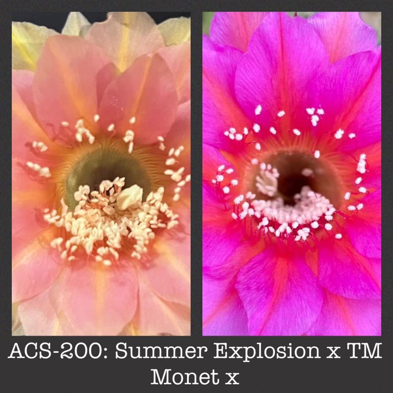 ACS-200: Summer Explosion x TM&#39;s Monet X