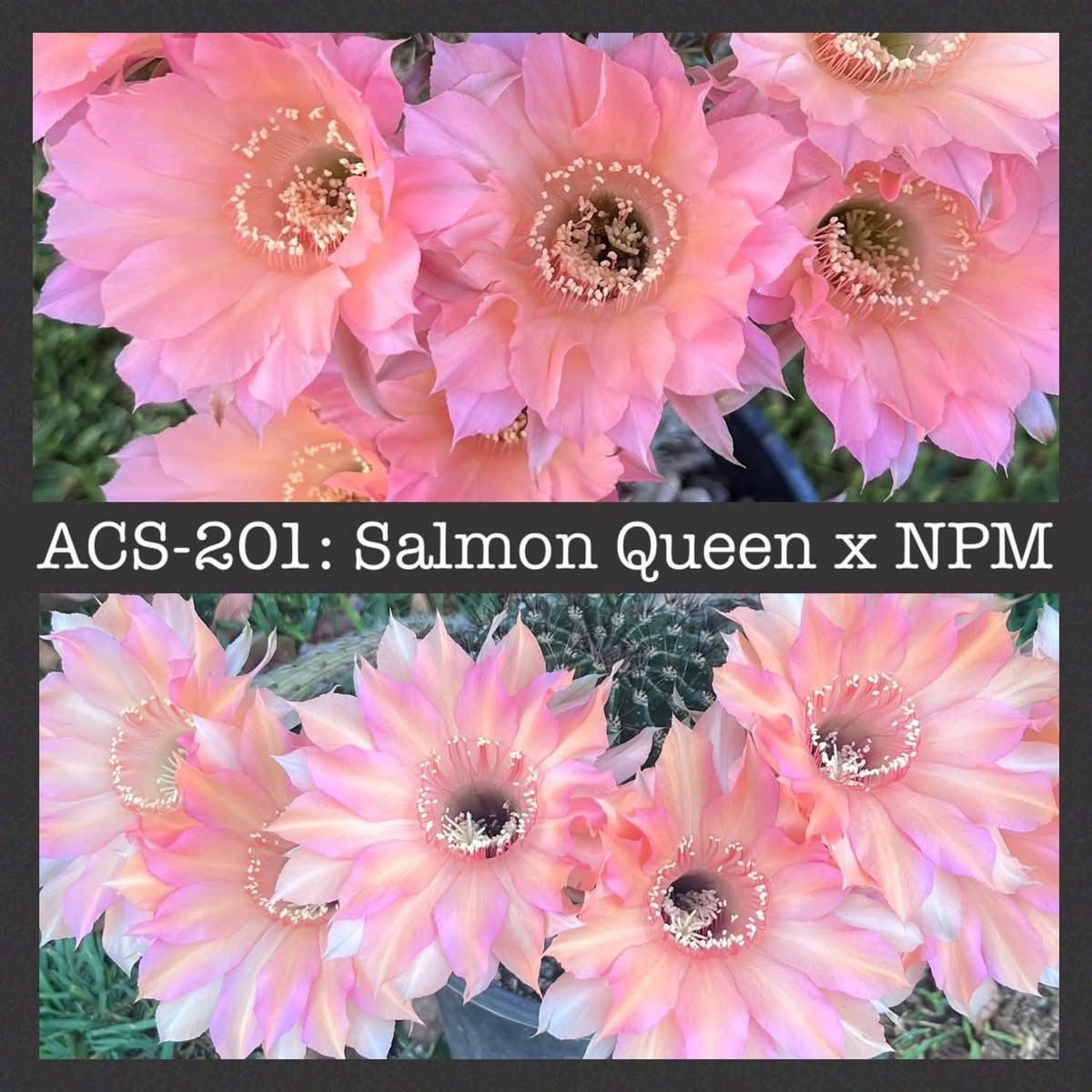 ACS-201: Salmon Queen x NPM