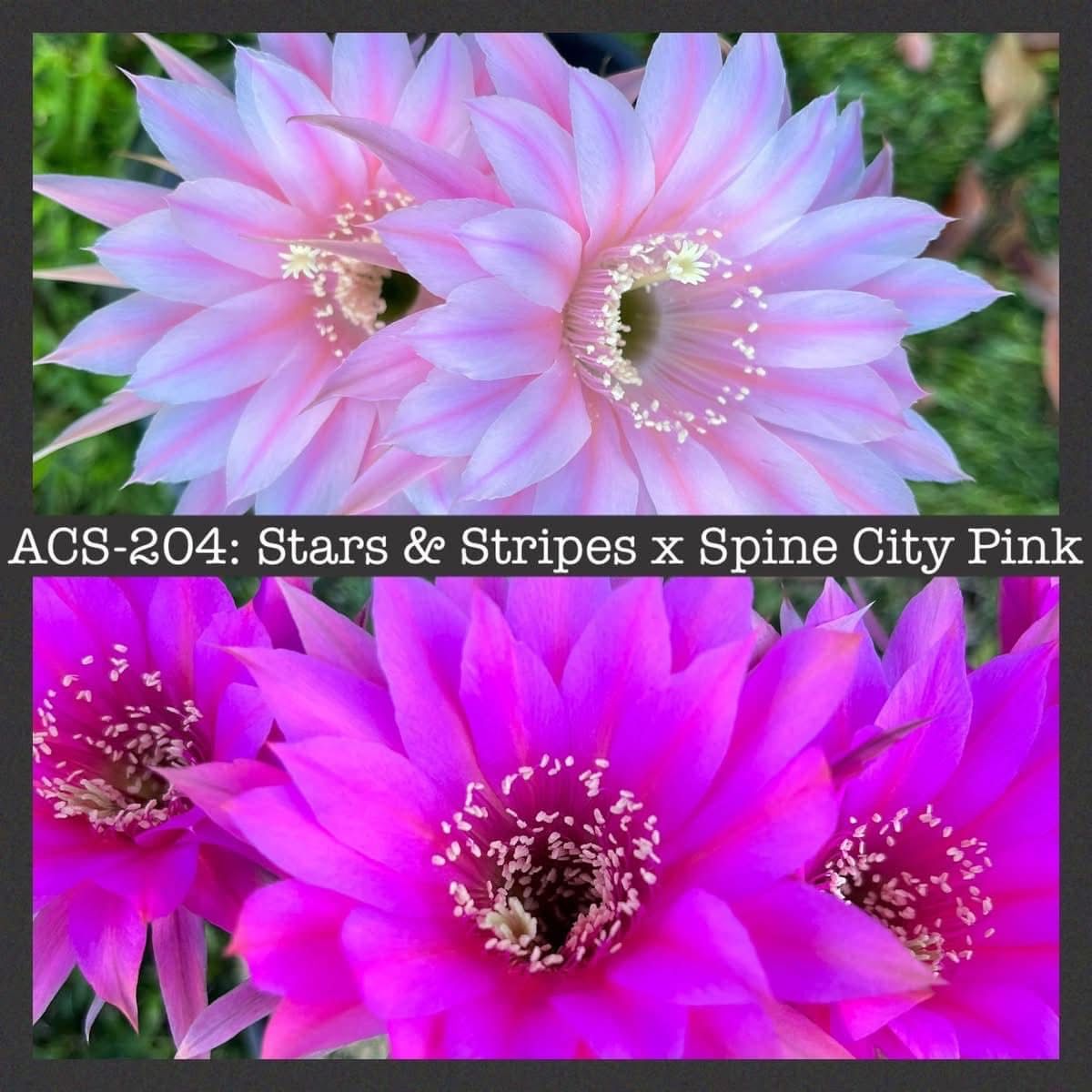 ACS-204: Stars &amp; Stripes x Spine City Pink