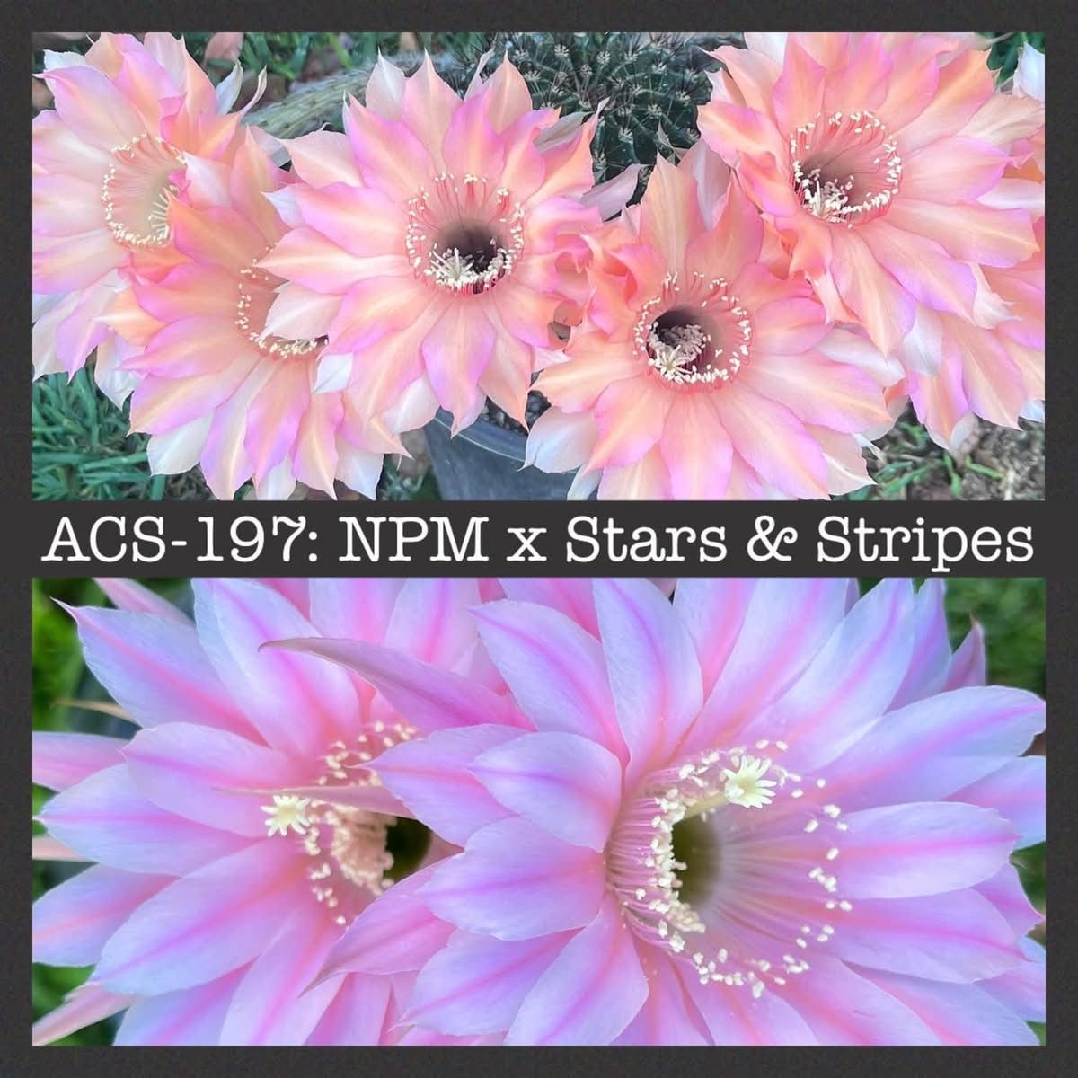 ACS-197: NPM x Stars &amp; Stripes